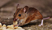 24 Hour & Emergency Exterminators in Laconia, IN